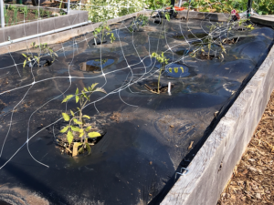 10 Steps to Healthier Tomato Plants