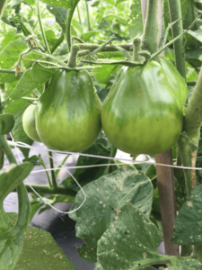 10 Steps to Healthier Tomato Plants