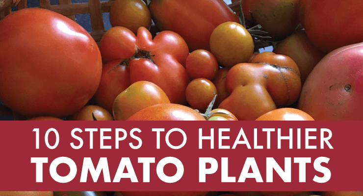 10 Steps to Healthier Tomato Plants