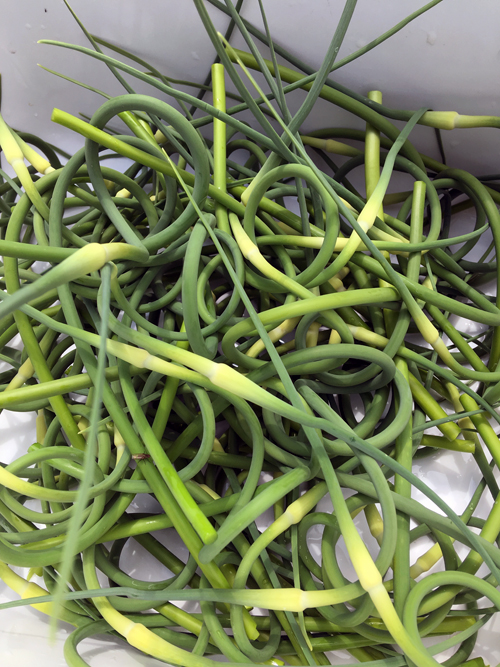 How to Harvest your Garlic Scapes in 5 Seconds