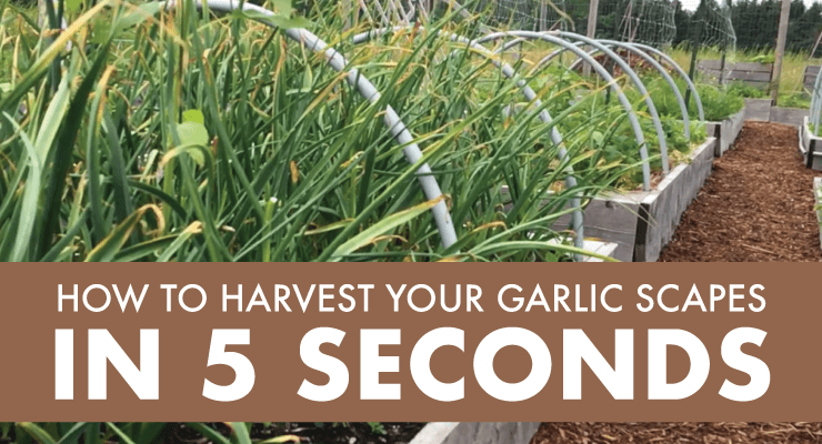 How to Harvest your Garlic Scapes in 5 Seconds