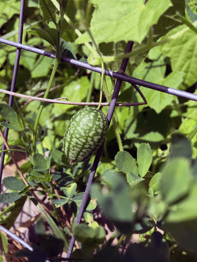 Cucamelons