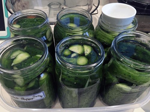 An Easy Recipe for Fermented Dill Pickles