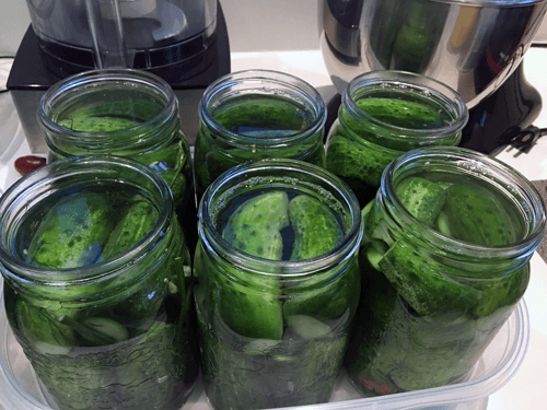 An Easy Recipe for Fermented Dill Pickles