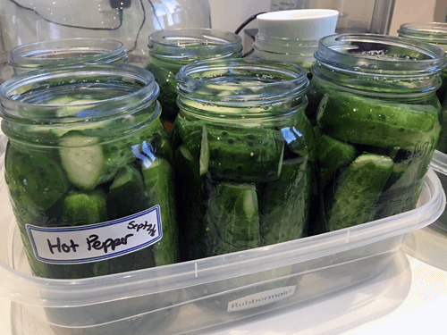 An Easy Recipe for Fermented Dill Pickles