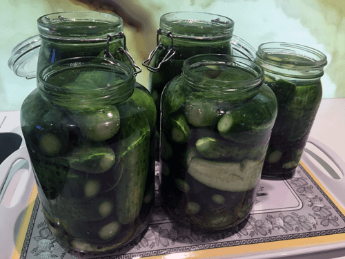 An Easy Recipe for Fermented Dill Pickles