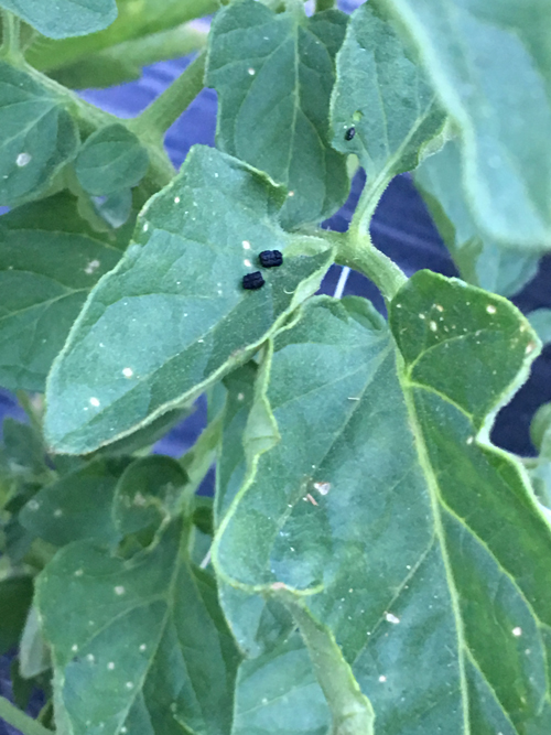 A Complete Guide to Tomato Hornworm Caterpillars