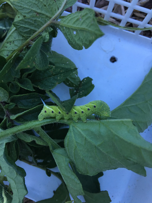 A  Complete Guide to Tomato Hornworm Caterpillars