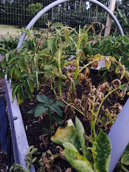 A Complete Guide to Tomato Hornworm Caterpillars