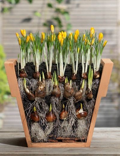 How to Create a Continuous Show of Spring Flowers