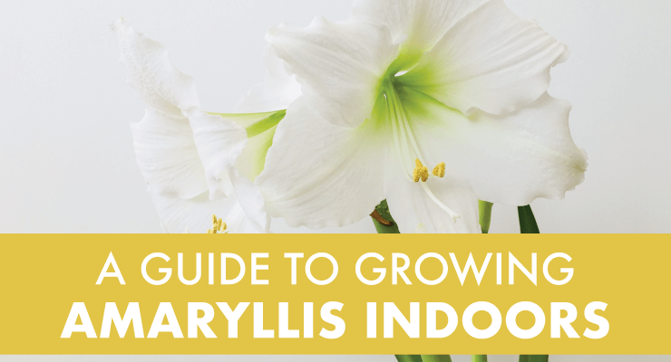 A Guide to Growing Amaryllis Indoors