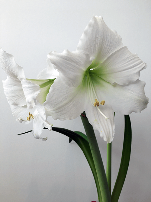 A Guide to Growing Amaryllis Indoors