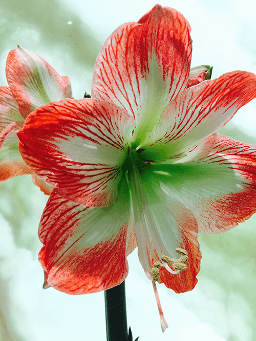 A Guide to Growing Amaryllis Indoors