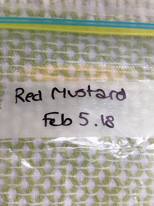 How to Complete a Seed Germination Test
