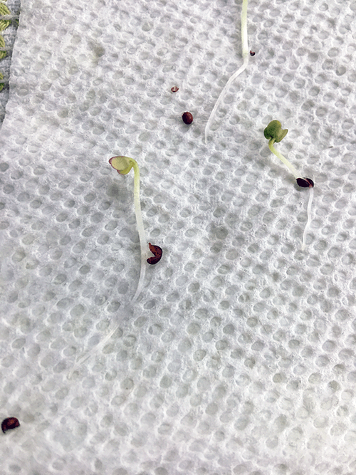 How to Complete a Seed Germination Test