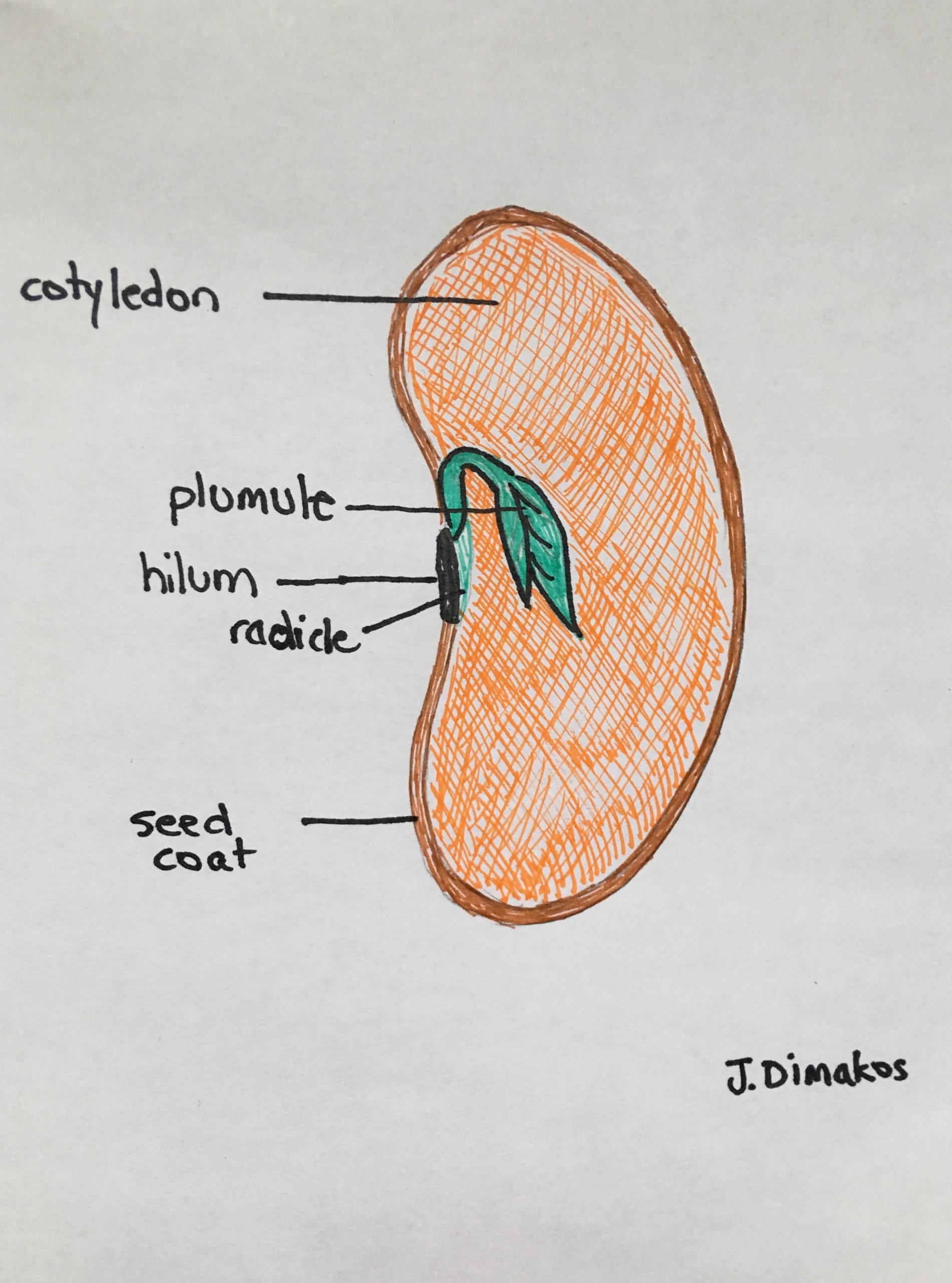 How to Complete a Seed Germination Test