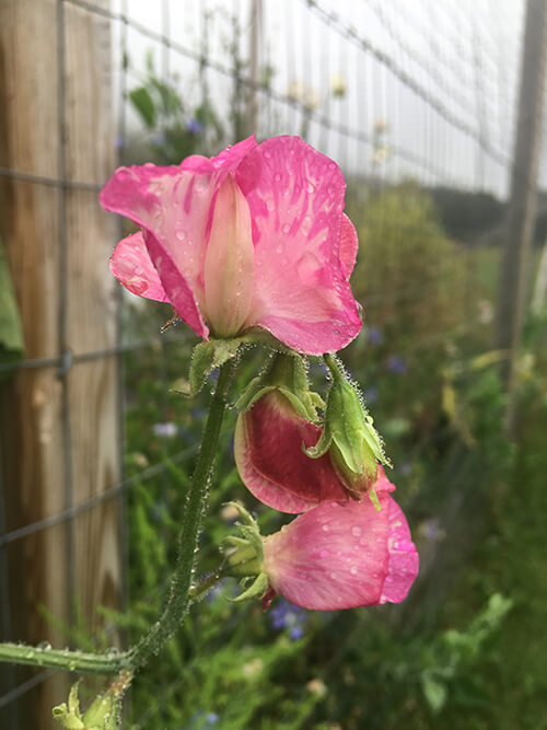 How to Have a Vegetable Garden and Travel