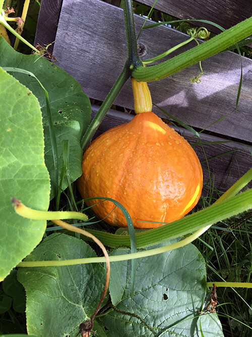 How to Have a Vegetable Garden and Travel