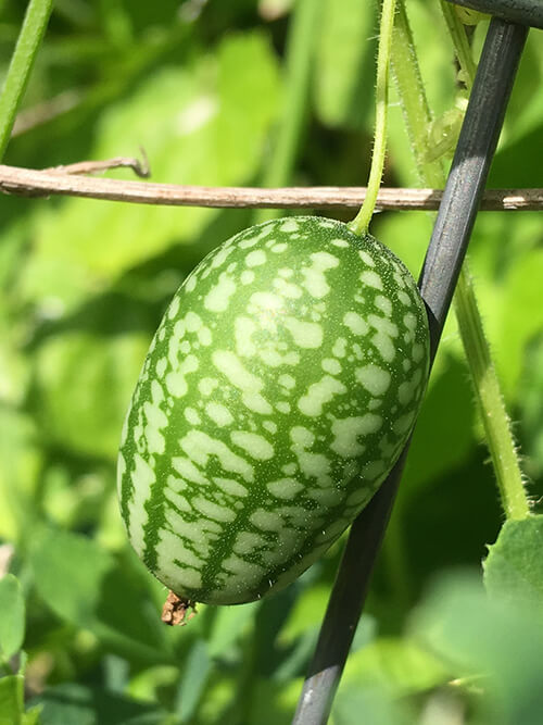 How to Have a Vegetable Garden and Travel