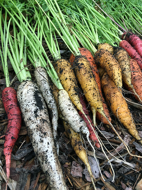 How to Have a Vegetable Garden and Travel