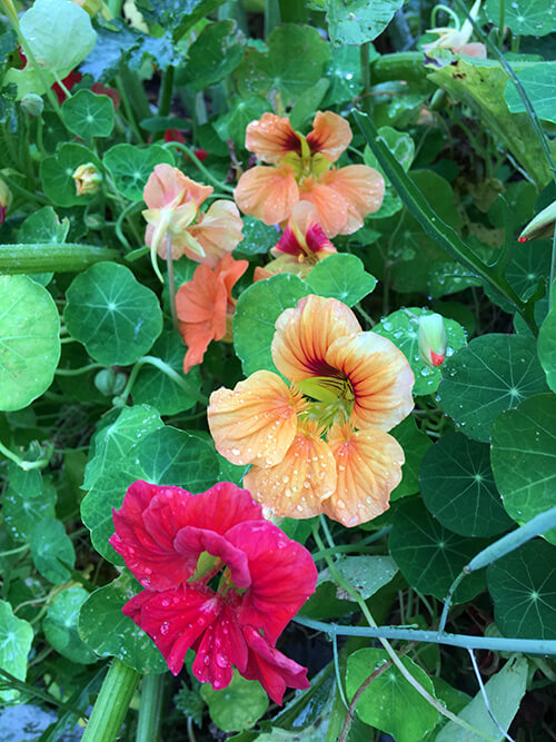 How to Have a Garden While Travelling