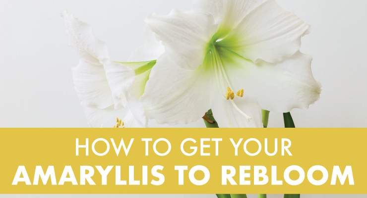 How to Get Your Amaryllis to Rebloom
