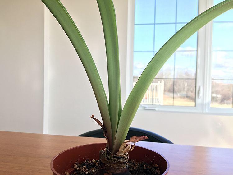 How to Get Your Amaryllis to Rebloom