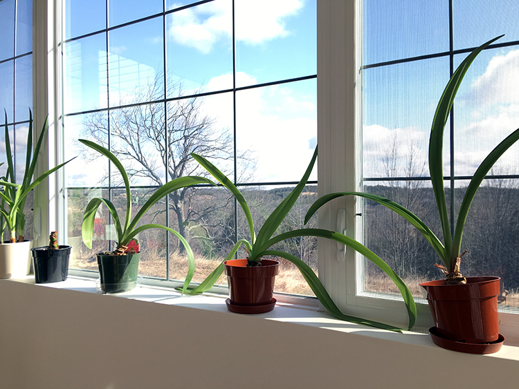 How to Get Your Amaryllis to Rebloom