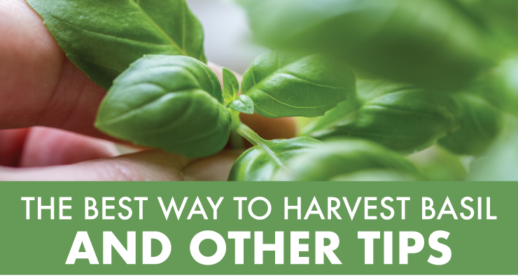 The Best Way to Harvest Basil & Other Tips