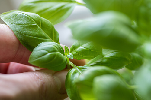 The Best Way to Harvest Basil