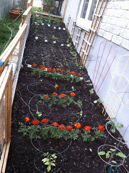 How to Plan Your Vegetable Garden