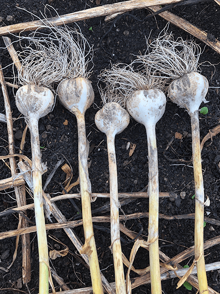 Why it's best to plant Seed Garlic in your Vegetable Garden