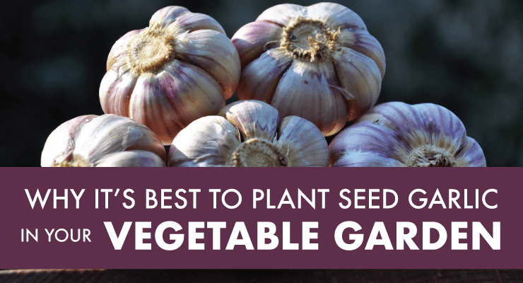 Why it's Best to Plant Seed Garlic in Your Vegetable Garden - Julia Dimakos