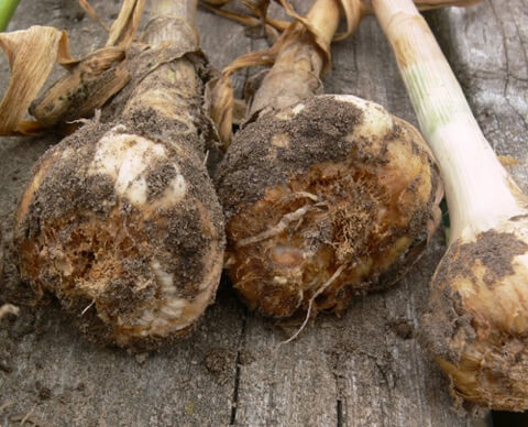 Why it's best to plant Seed Garlic in your Vegetable Garden