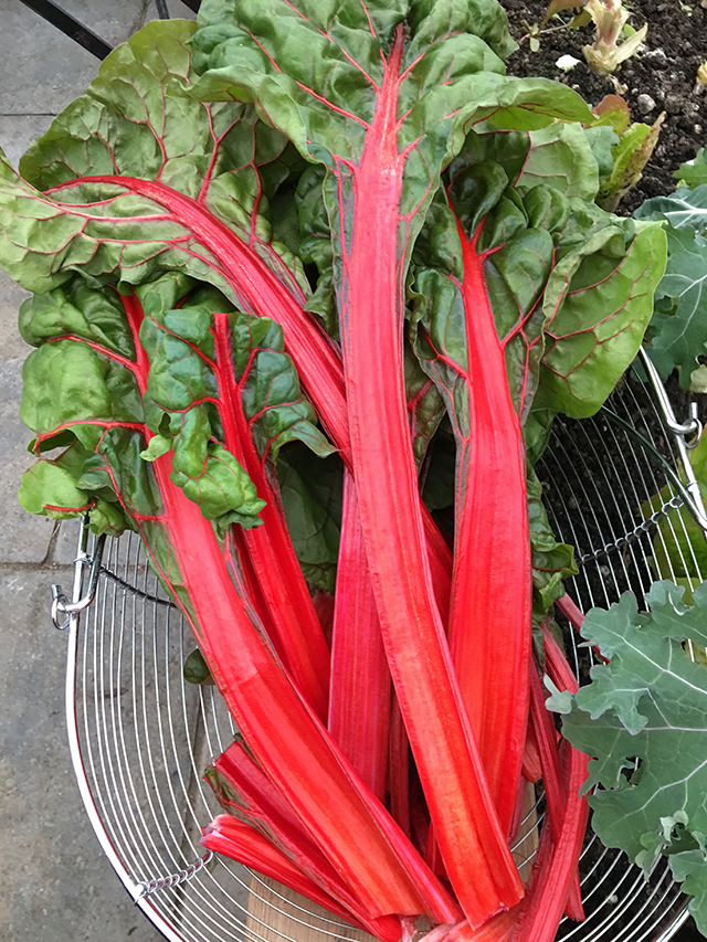 What to Plant Now for a Fall Harvest