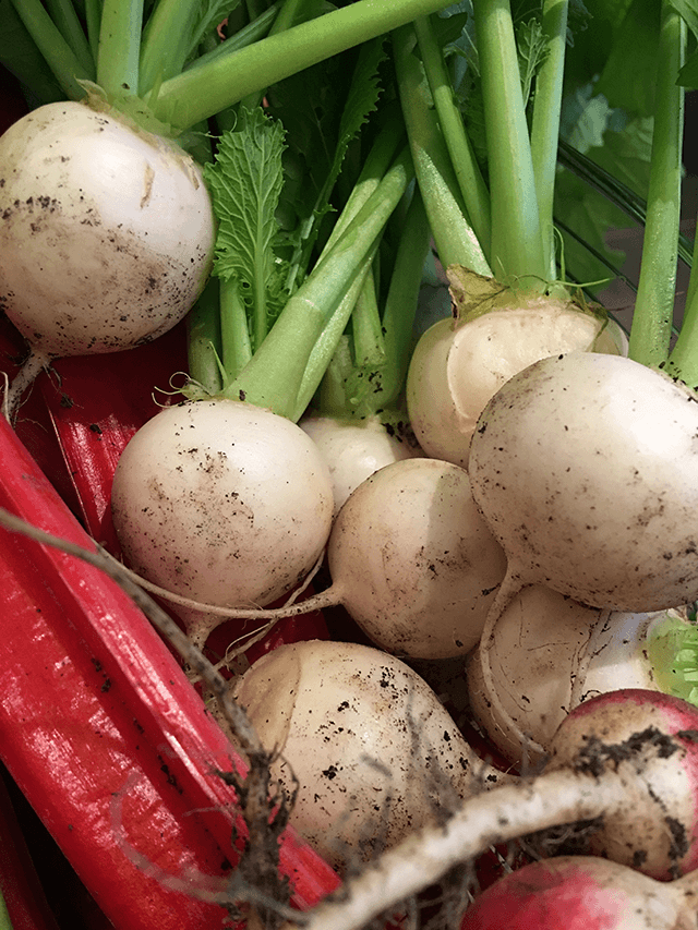 What to Plant Now for a Fall Harvest