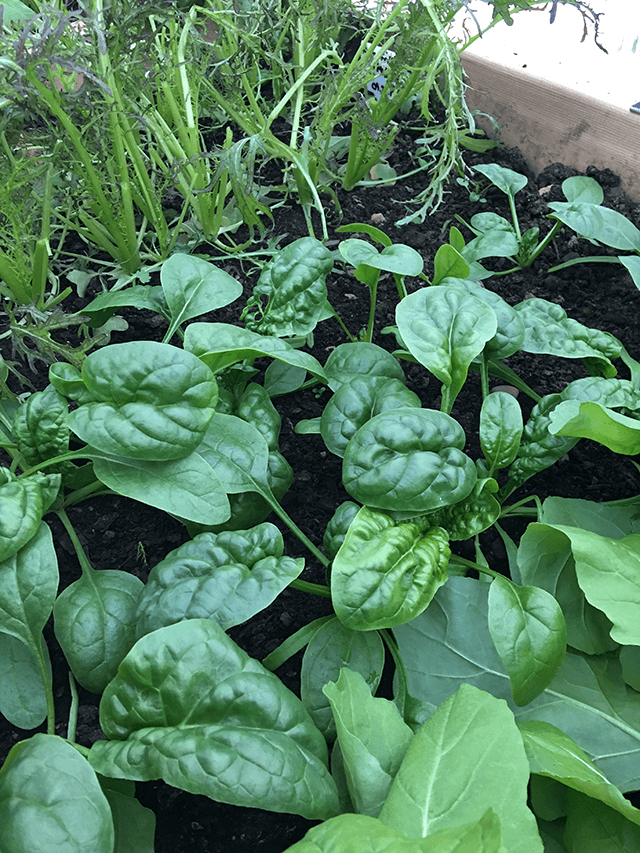 What to Plant Now for a Fall Harvest