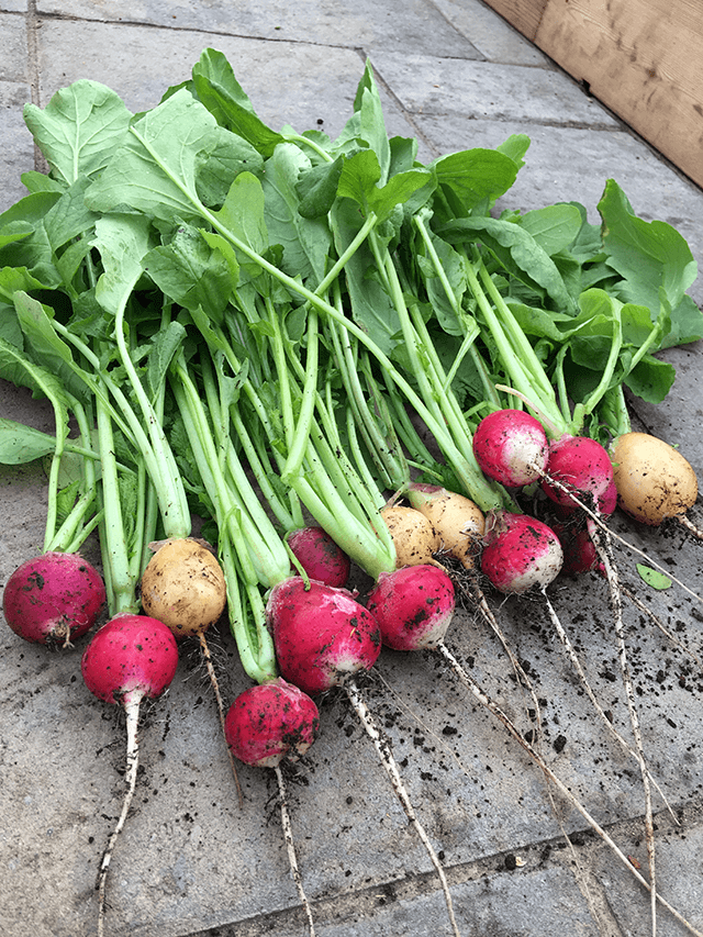 What to Plant Now for a Fall Harvest