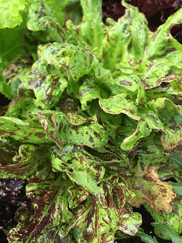 What to Plant Now for a Fall Harvest