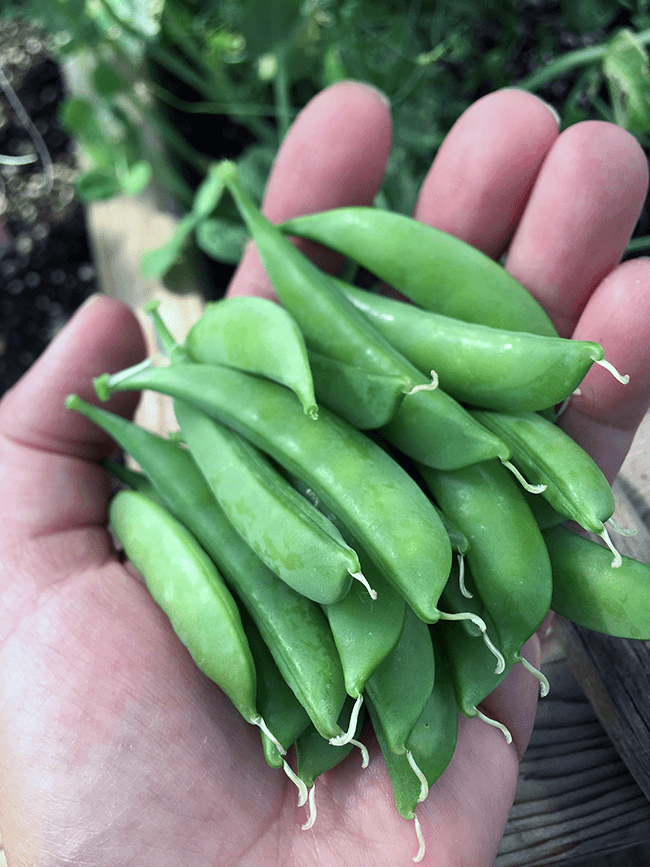 What to Plant Now for a Fall Harvest
