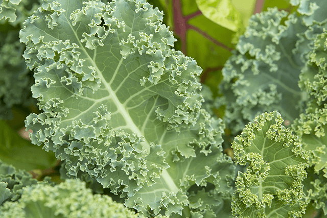 What to Plant Now for a Fall Harvest