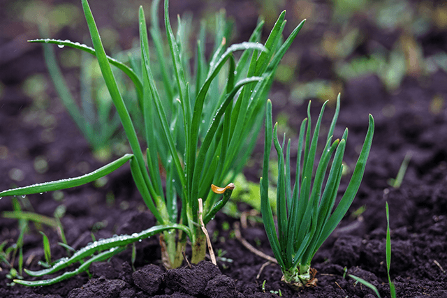What to Plant Now for a Fall Harvest