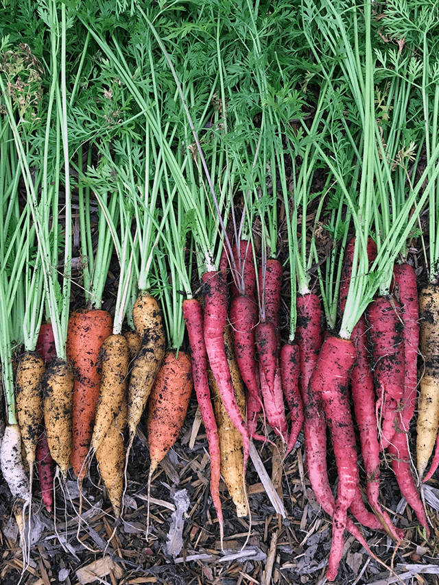 What to Plant Now for a Fall Harvest