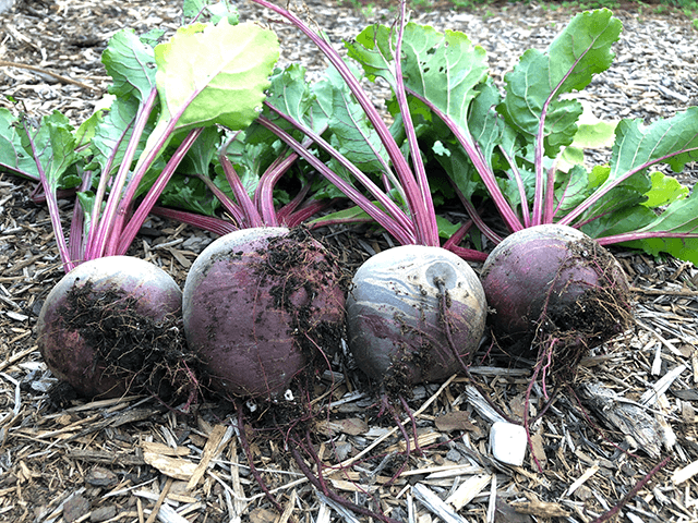 What to Plant Now for a Fall Harvest