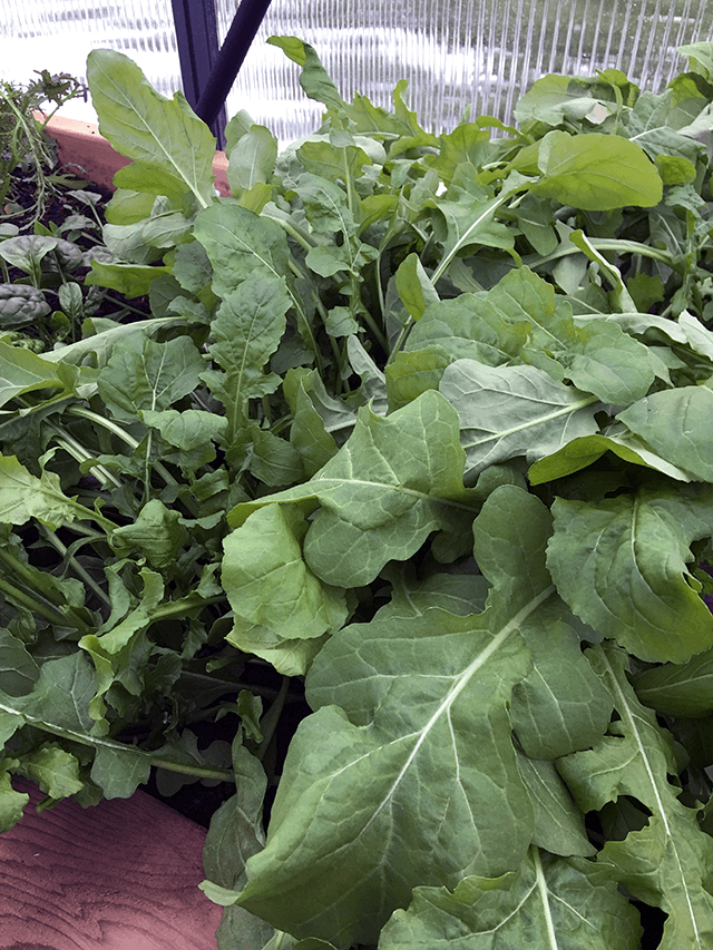 What to Plant Now for a Fall Harvest
