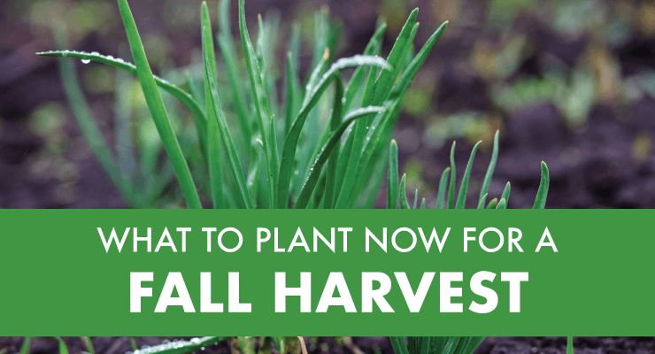 What to Plant Now for a Fall Harvest