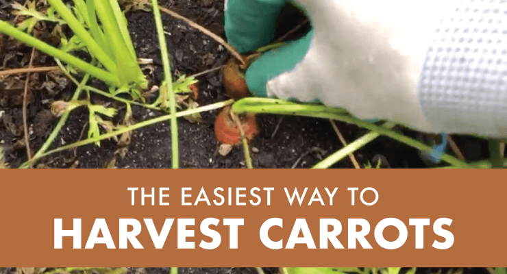 The Easiest Way to Harvest Carrots