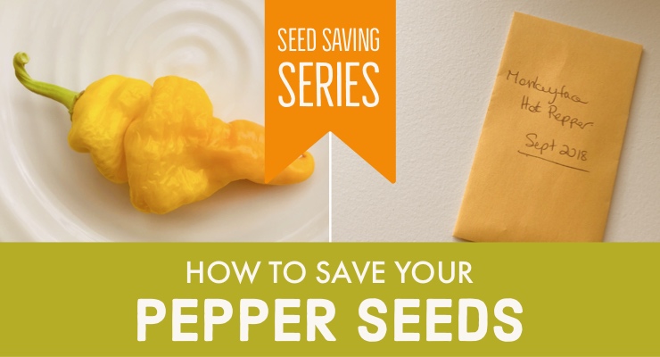 How to Save Your Pepper Seeds