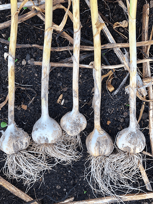 A Complete Guide to Planting Garlic