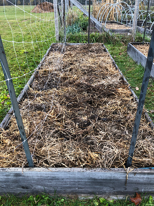 A Complete Guide to Planting Garlic